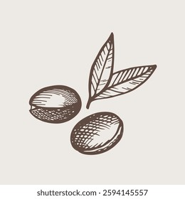 Argan plant hand drawn vector illustration. Sign with engraved Argana lief and flowers, fruits. Cosmetics ingredient, argane oil, harvest, tree Berbers and Arabs. For label, print, design, logo, card