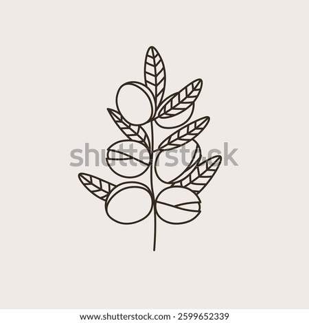 Argan plant hand drawn vector illustration.  Argania tree with leaves, fruits, nuts. Cosmetics ingredient, argane oil, harvest, tree Berbers and Arabs. For label, print, design, logo, sign, card