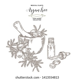 Argan tree, argania spinosa nuts, wooden bowl and glass bottle of oil. Medical and cosmetic plants. Vector illustration engraved.
