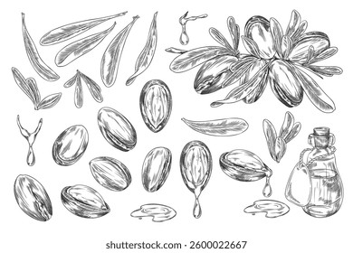 Argan tree branch with leaves and nuts engraved sketch vector illustration set. Hand drawn cosmetic and medical plant. Natural essential dripping oil fruits. Organic farm food plant, bottle of oil