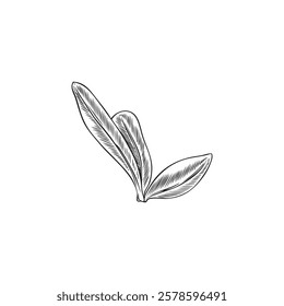 Argan tree leaves bunch engraved sketch. Hand drawn nature floral design element. Garden foliage, tea herb. Natural fragrance, cosmetic and medical plant ink style. Vector illustration isolated