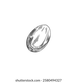 Argan tree nut engraved sketch vector icon. Hand drawn cosmetic and medical plant. Natural essential oil fruit. Argania or almond grain. Organic farm seed food