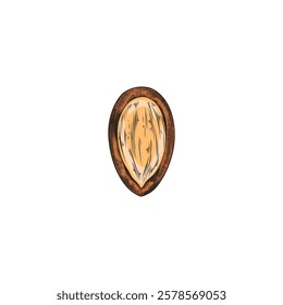 Argan tree nut with open shell sketch vector illustration. Hand drawn natural essential oil stone fruit. Argania or almond grain. Organic farm seed food, medical plant isolated on white