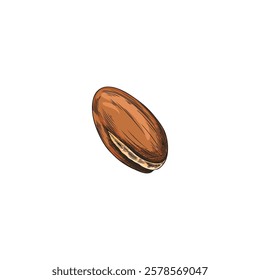 Argan tree nut sketch vector illustration. Natural essential oil stone fruit. Hand drawn cosmetic and medical plant. Argania or almond grain. Organic farm seed food isolated on white background