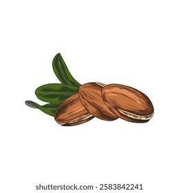 Argan tree nuts with leaves, Vector hand drawn watercolor illustration. Organic plant. Argan oil. Ingredient in medicine and food. For food and cosmetic product labels. Isolated background.