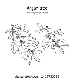 Argan tree (Sideroxylon spinosum), edible and medicinal plant. Hand drawn botanical vector illustration