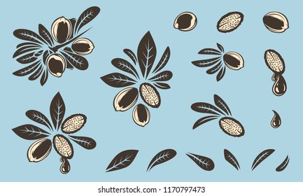 Argan-Vektorgrafik. Einzige Vintage-Illustration von Nuss. Bio-ätherische Ölen-Gravur-Skizze. Schönheit und Spa, Kosmetikartikel. Ideal für Etiketten, Plakate, Flyer, Verpackungsdesign.