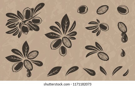 Argan vector drawing. Isolated vintage illustration of nut. Organic essential oil engraved style sketch. Beauty and spa, cosmetic ingredient. Great for label, poster, flyer, packaging design.