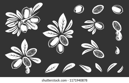 Argan vector drawing. Isolated vintage illustration of nut. Organic essential oil engraved style sketch. Beauty and spa, cosmetic ingredient. Great for label, poster, flyer, packaging design.
