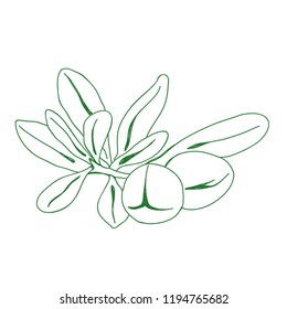Argan vector drawing. Isolated vintage illustration of nut. Organic essential oil engraved style sketch. Beauty and spa, cosmetic ingredient. Great for label, poster, flyer, packaging design.