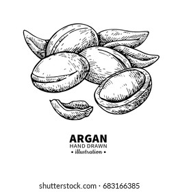 Argan vector drawing. Isolated vintage  illustration of nut. Organic essential oil engraved style sketch. Beauty and spa, cosmetic ingredient. Great for label, poster, flyer, packaging design.