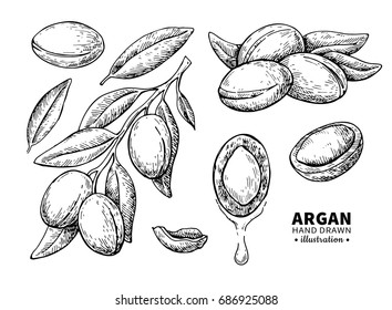 Argan vector drawing. Isolated vintage  illustration of nut. Organic essential oil engraved style sketch. Beauty and spa, cosmetic ingredient. Great for label, poster, flyer, packaging design.