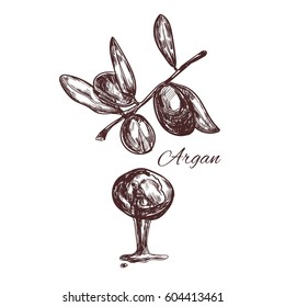 Argan. Vector hand drawn sketch