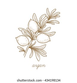 Argan. Planta vectorial aislada en fondo blanco. El concepto de imagen gráfica de plantas médicas, hierbas, flores, frutas, raíces. Diseñado para crear un paquete de productos naturales de salud y belleza.