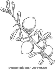 Argana tree hand-drawn ink vector
