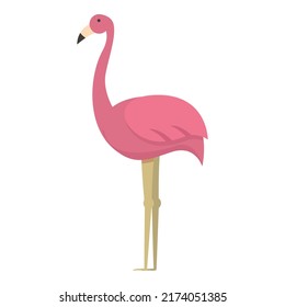 Argentina flamingo icon cartoon vector. Travel aires. Landmark culture