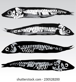 Argentina sphyraena, saltwater fish isolated. Handmade watercolor painting turned into vector illustration.