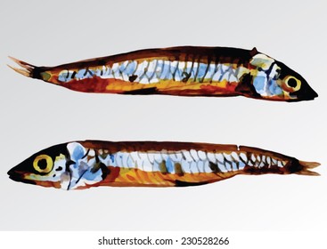 Argentina sphyraena, saltwater fish isolated. Handmade watercolor painting turned into vector illustration.