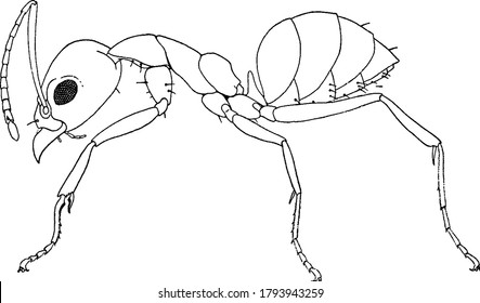 Argentine Ant Is A Small Ant With Four Legs And Red Head Native Of South Africa, Vintage Line Drawing Or Engraving Illustration.