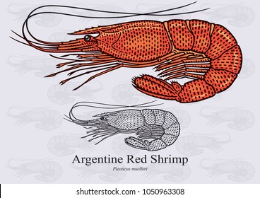 Argentine Red Shrimp. Vector illustration with refined details and optimized stroke that allows the image to be used in small sizes (in packaging design, decoration, educational graphics, etc.)