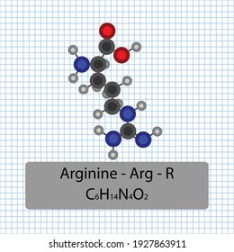Arginine - Arg - R - Amino Acid molecular formula and chemical structure . 2D Ball and stick model on school paper sheet background. EPS10
