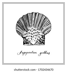 Argopecten gibbus. Seashell. Black and white square card. Hand-drawn collection of greeting cards. Vector illustration.