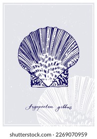 Argopecten gibbus. Seashell of sea scallop. Vintage style poster. Hand drawn graphic design collection. Vector illustration.