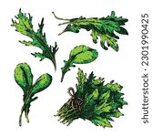 argula fresh salad set hand drawn. vegetable vegetarian, green healthy, food plant, leaf organic, rucola rocket argula fresh salad vector sketch. isolated color illustration