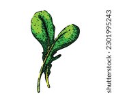 argula vegetable salad hand drawn. fresh vegetarian, green healthy, food plant, leaf organic, rucola rocket argula vegetable salad vector sketch. isolated color illustration