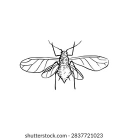 An arial view of a flying insect, hand drawn bug in black line.