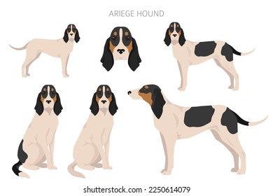 Ariege hound clipart. Different poses, coat colors set. vector illustration