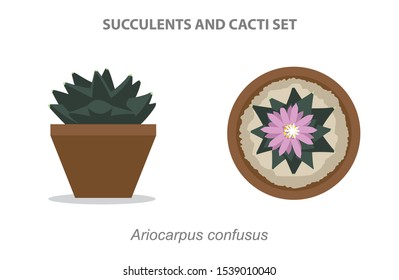 Ariocarpus confusus Succulent and Cacti Set Vector Illustration