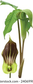 Arisaema triphyllum (Jack-in-the-Pulpit) Spring Woodland Wildflower Isolated 
