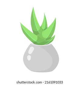 Arizona succulents. Cactus and aloe in flower pot cartoon illustration. Desert plants or home plants on shelves isolated on white