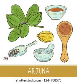 Arjuna. Fruit, leaves, scoop, powder, mortar, bowl. Sketch. Set. Color
