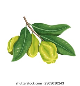 Arjuna fruit on branch with green leaf vector illustration. Cartoon isolated Terminalia Arjuna, Arjun Tree Kukubha with leaves, Indian plant and floral ingredient of Ayurveda medicine for heart health