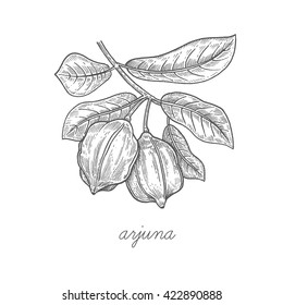 Arjuna fruit. Vector plant isolated on white background. Designed to create package of health and beauty natural products. Black ink drawing.