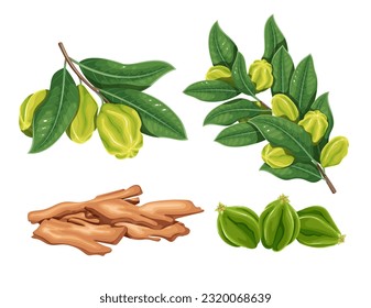 Arjuna set vector illustration. Cartoon isolated fruits grow on branch of Arjun Tree Kukubha with green leaf, heap of dry bark pieces for Ayurveda medicine and harvest of Indian summer garden