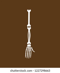 Arm bone. Skeleton anatomy human. Skeletal system cross section. vector illustration
