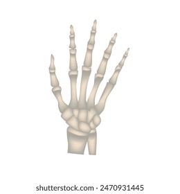 Arm bones, anatomical vector illustration