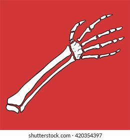 arm bones illustration