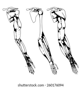 Arm bones and muscle - Vector illustration of parts of human skeleton