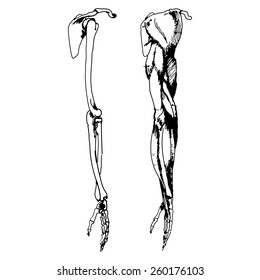 Arm bones and muscle - Vector illustration of parts of human skeleton