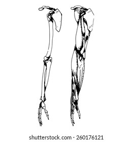 Arm bones and muscle - Vector illustration of parts of human skeleton