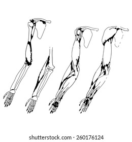 Arm bones and muscle - Vector illustration of parts of human skeleton