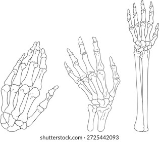 Arm bones. Mystical witch kit collection. Hand drawn line art with occult symbols. Perfect for modern witchcraft, tarot and esoteric designs. Boho magic vibe