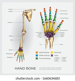 Arm and Hand Bone Vector Illustration