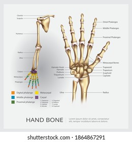 Arm and Hand Bone Vector Illustration