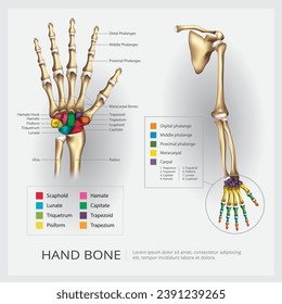 Arm and Hand Bone Vector Illustration