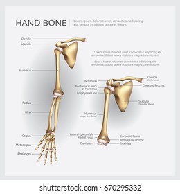 Human Arm Bone Anatomy / Anatomical structures and specific regions are